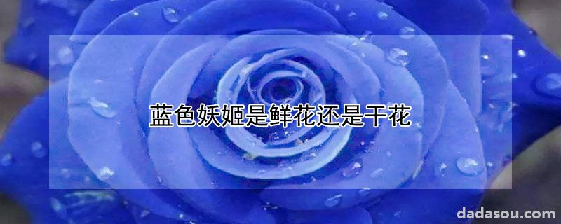 蓝色妖姬是鲜花还是干花