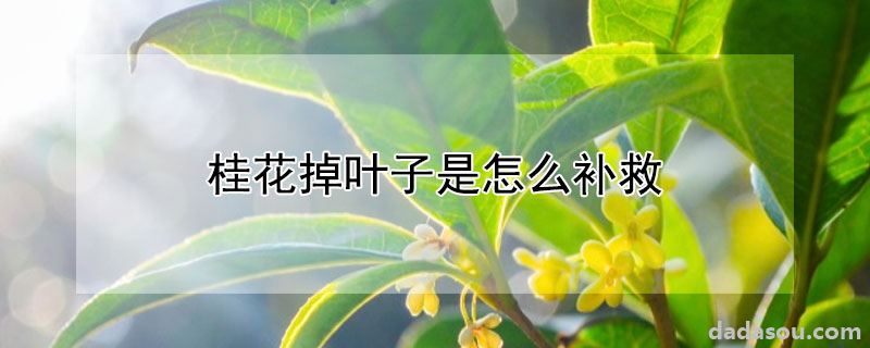 桂花掉叶子是怎么补救