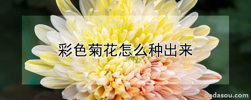 彩色菊花怎么种出来