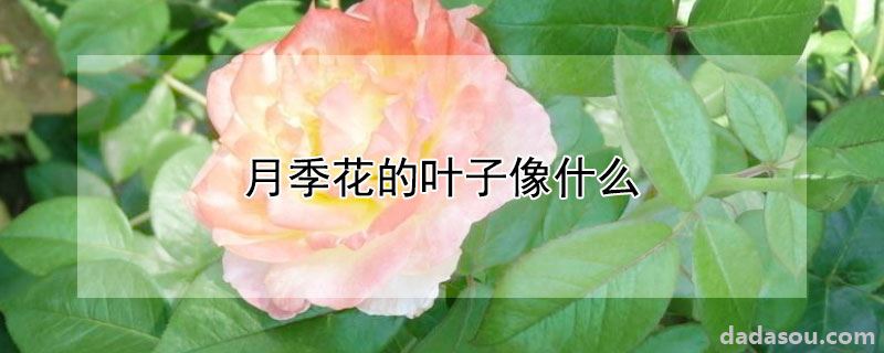 月季花的叶子像什么