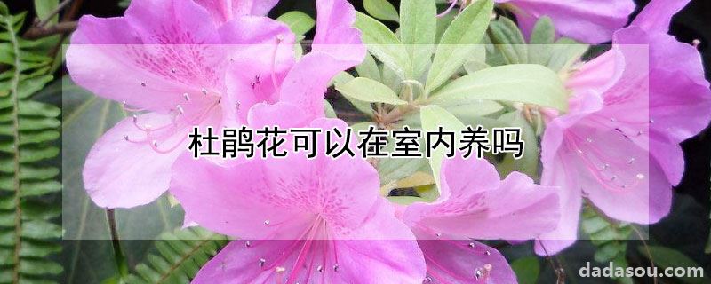 杜鹃花可以在室内养吗