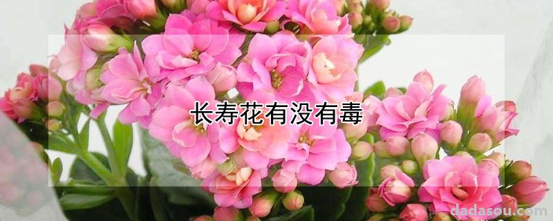 长寿花有没有毒