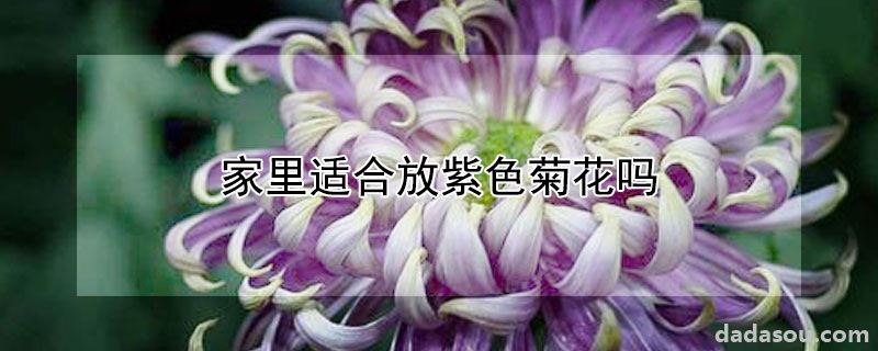 家里适合放紫色菊花吗