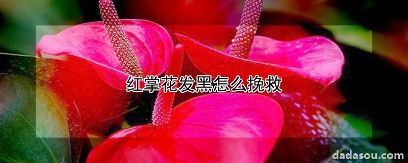 红掌花发黑怎么挽救