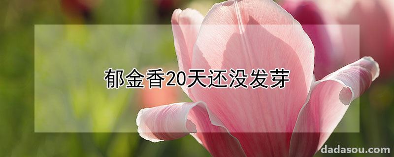 郁金香20天还没发芽