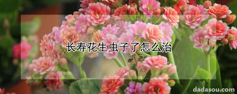 长寿花生虫子了怎么治