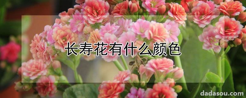 长寿花有什么颜色