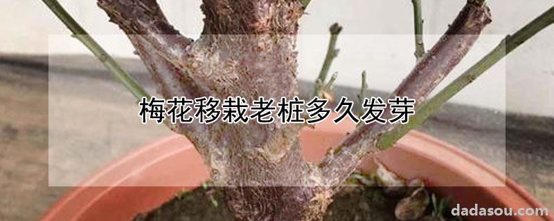 梅花移栽老桩多久发芽