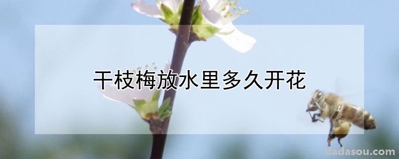 干枝梅放水里多久开花