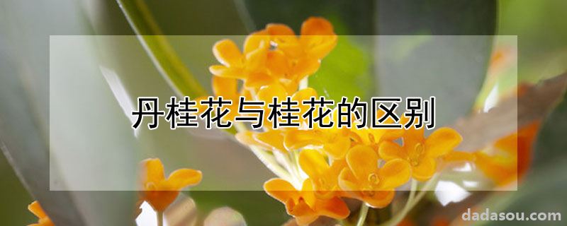 丹桂花与桂花有什么不同（丹桂花与桂花的区别）