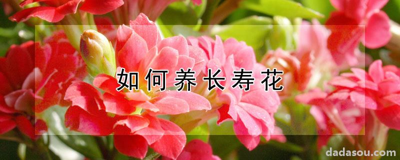 如何养长寿花