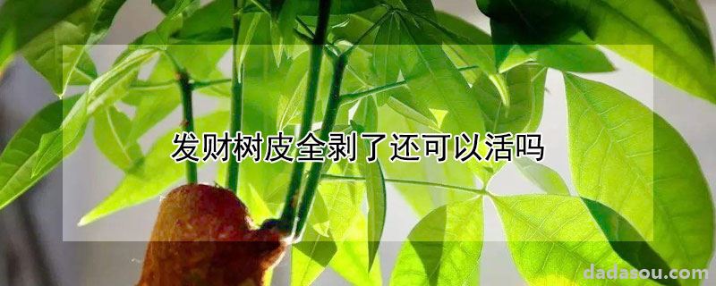 发财树皮全剥了还可以活吗