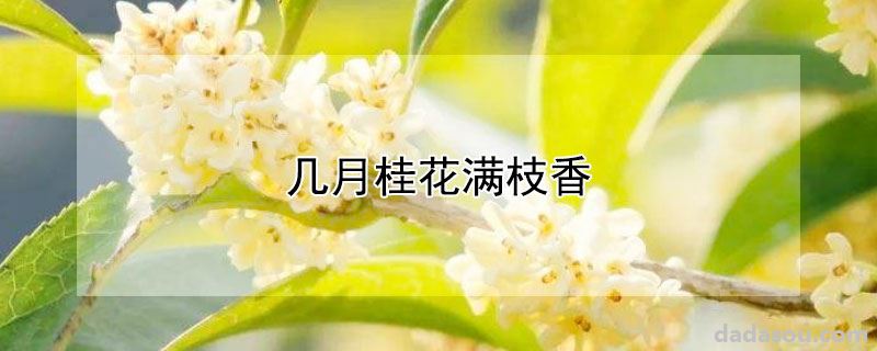 桂花的花期（几月桂花满枝香）