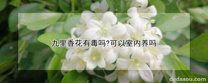 九里香花有毒吗?可以室内养吗