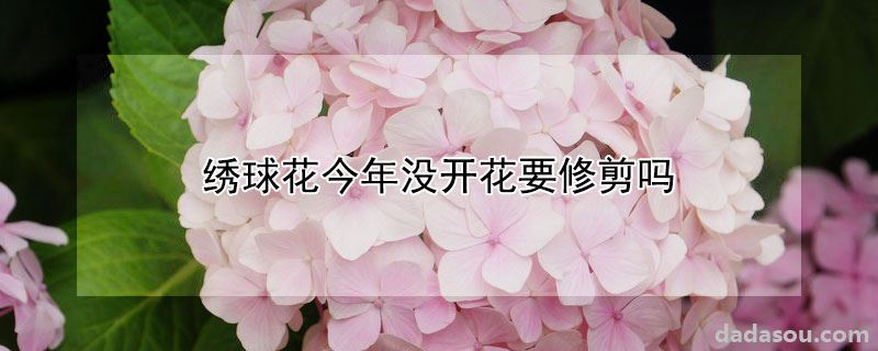 绣球花今年没开花要修剪吗