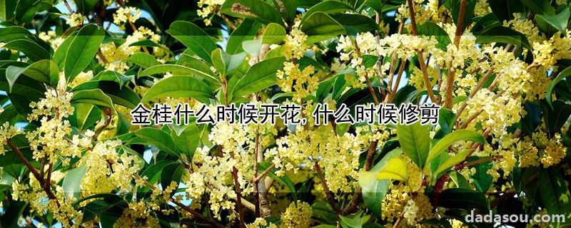 金桂开花和修剪的时间（金桂什么时候开花,什么时候修剪）