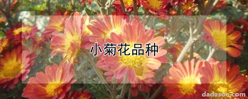 小菊花品种