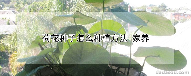 荷花种子怎么种植方法 家养