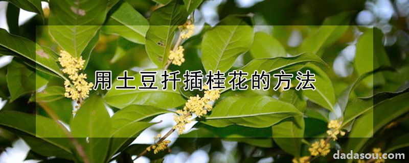 用土豆扦插桂花的方法