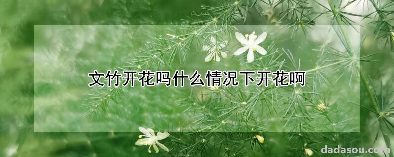 文竹开花吗什么情况下开花啊