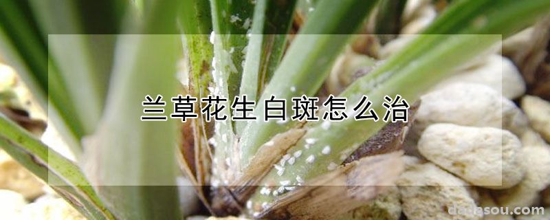 兰草花生白斑如何救治（兰草花生白斑怎么治）