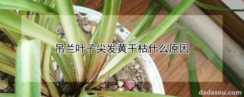 吊兰叶子尖发黄干枯什么原因