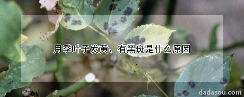 月季叶子发黄、有黑斑是什么原因