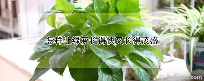 怎样让绿萝长得快又长得茂盛