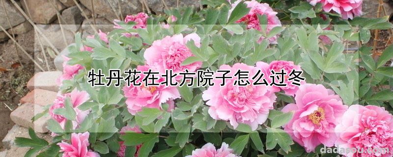牡丹花在北方院子怎么过冬