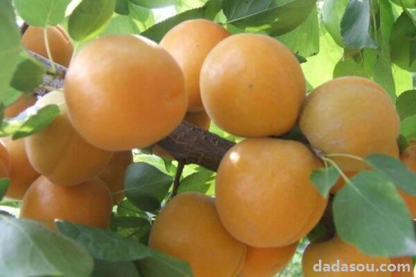 盆栽杏种子的种植方法