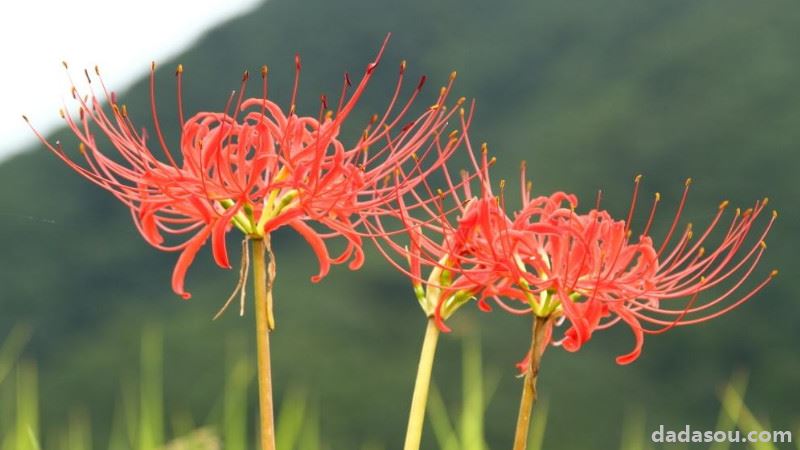 红花石蒜和彼岸花的区别