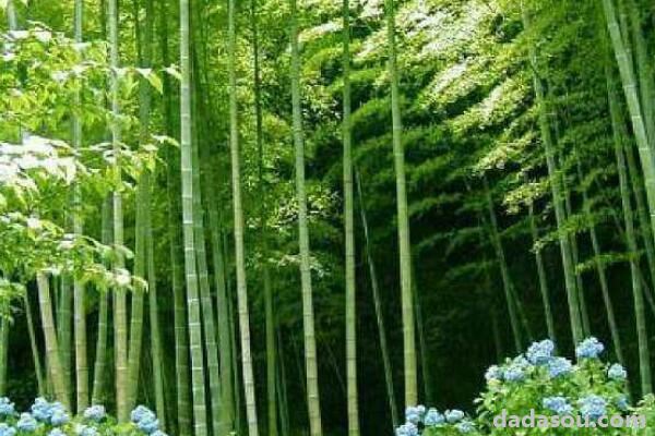 多彩竹怎么养