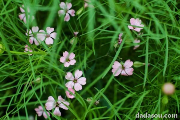 麦蓝菜怎么打顶