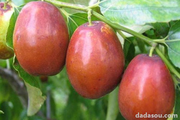 蜜枣树的栽培方法