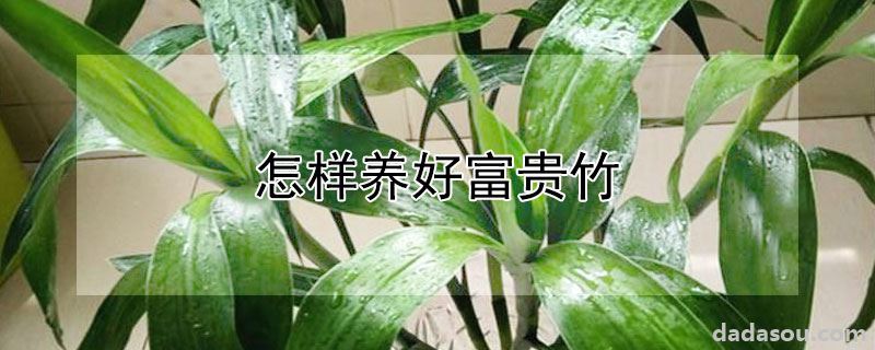 怎样养好富贵竹