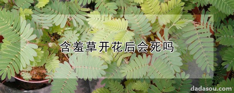 含羞草开花后会死吗