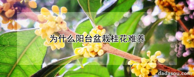 为什么阳台盆栽桂花难养