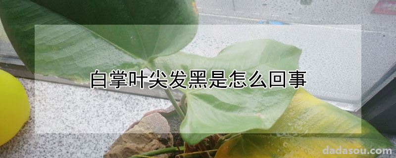 白掌叶尖发黑是怎么回事