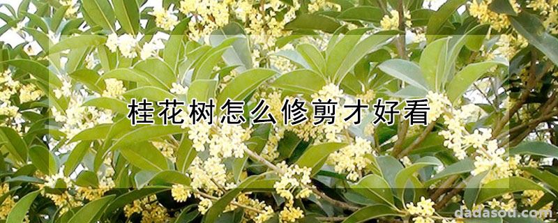 桂花树怎么修剪才好看