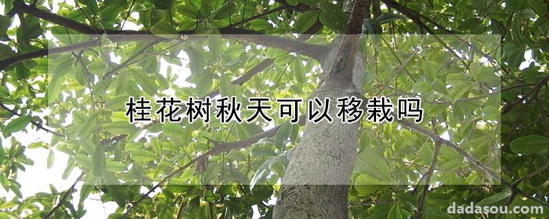 桂花树秋天可以移栽吗