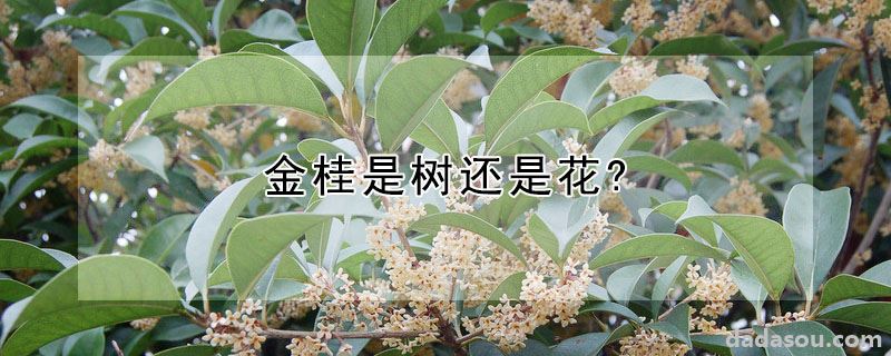 金桂是树还是花?