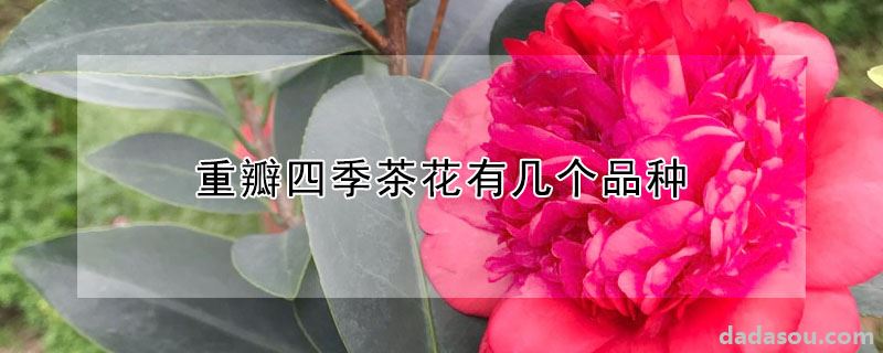 重瓣四季茶花有几个品种