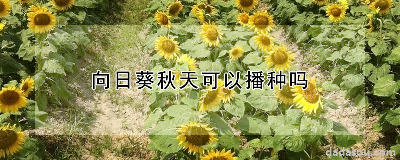 向日葵秋天可以播种吗