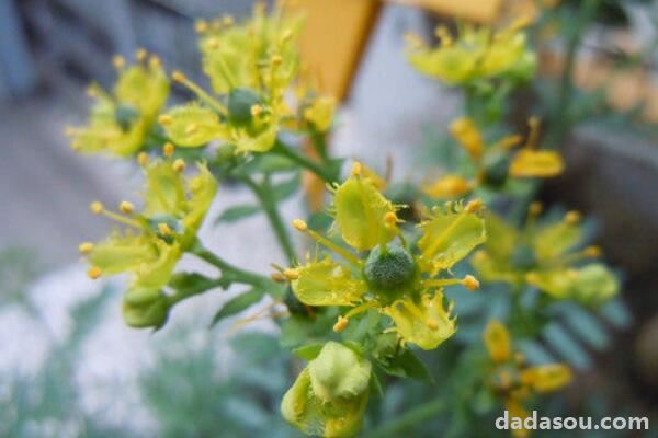 云香花盆景怎么修剪