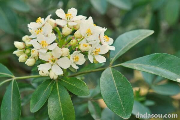 芸香花怎么养