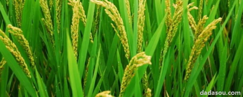 中华小稻农水稻怎么种，100斤水稻烘干计算公式