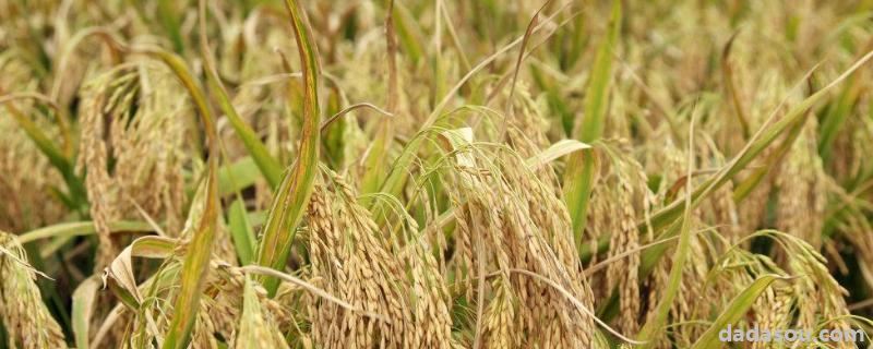 超级稻主要指什么，和普通稻谷有什么区别