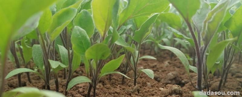 冬季黄瓜定植后温度怎么管理，施什么肥料好