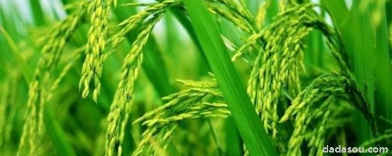 水稻的主要特征有哪些，附水稻的起源和历史