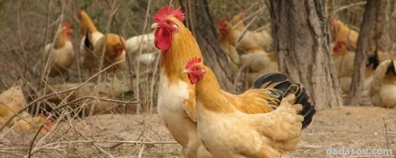 养鸡产业如何三产融合，大野鸡抓回来能养活吗
